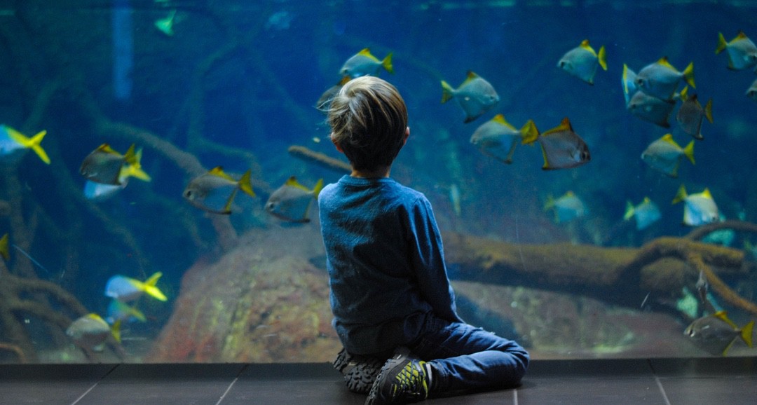 Plymouth Aquarium